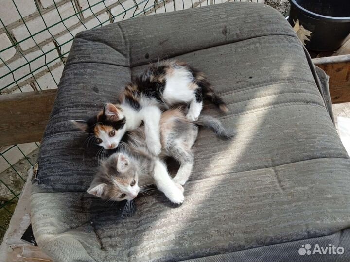 Котята в добрые руки