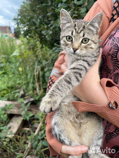 Котята в добрые руки бесплатно