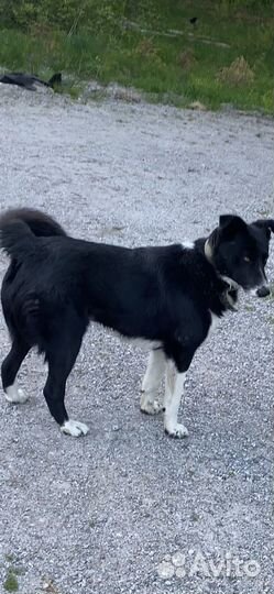 Щенки хаски в добрые руки