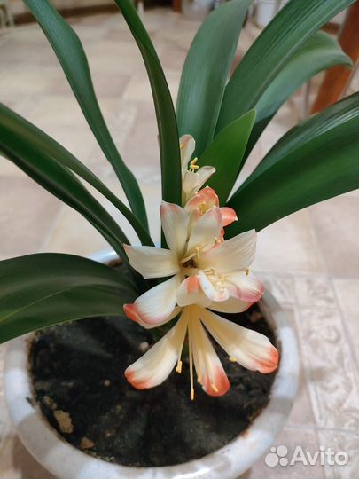 Кливия отростки в горшках