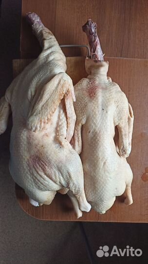 Породные петухи