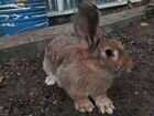 Кролики породы фландр объявление продам