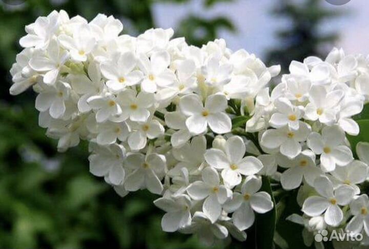 Саженцы сирени