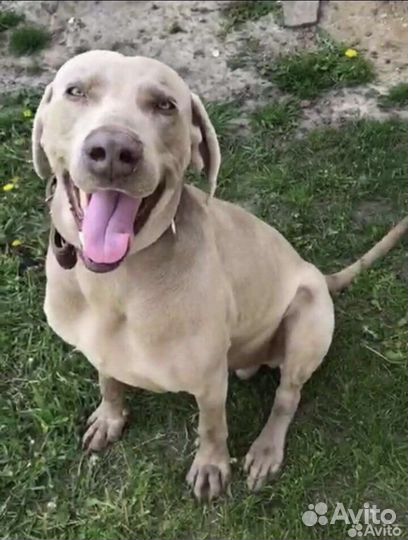 Веймаранер