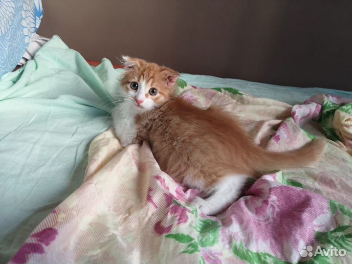 Пушистый котенок в дар