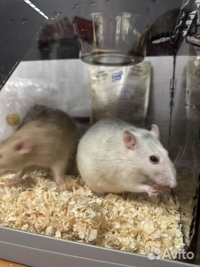 Декоративная крыса в добрые руки