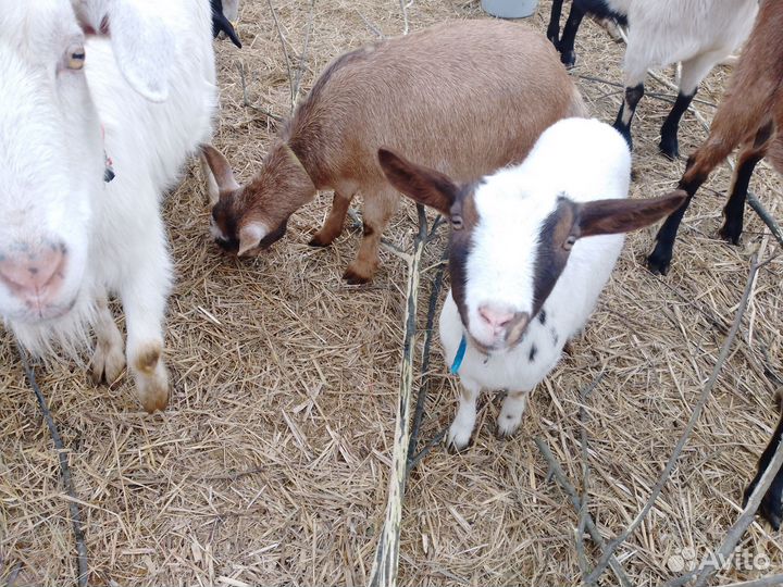 Нубийские козлята, камерунские козы