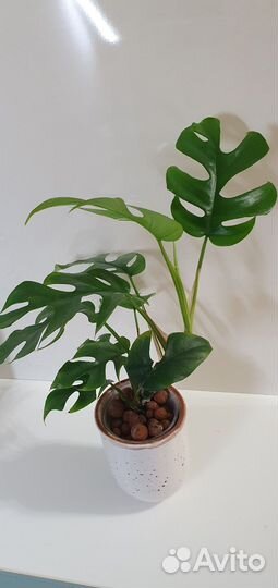 Монстера минима