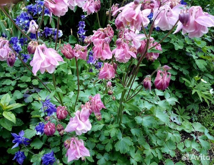 Многолетние растения для сада (дачи), огорода