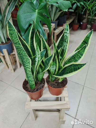 Сансевиерия Футура Суперба