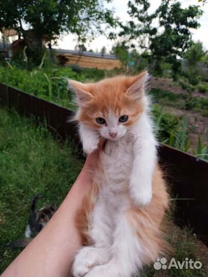 Кошка в дар бесплатно