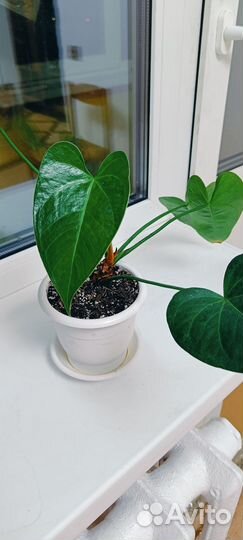 Антуриумы разные сорта