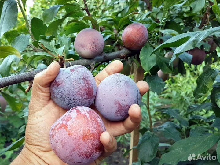 Саженцы сливы Оцарк Премьер