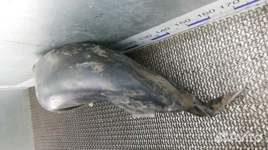 Защита арок (защита крыла, подкрылок) задняя права