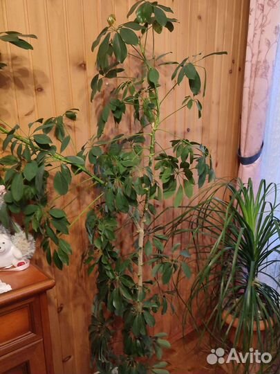 Комнатные цветы шефлера