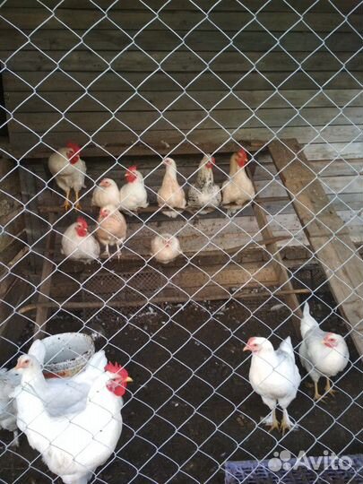 Куры несушки