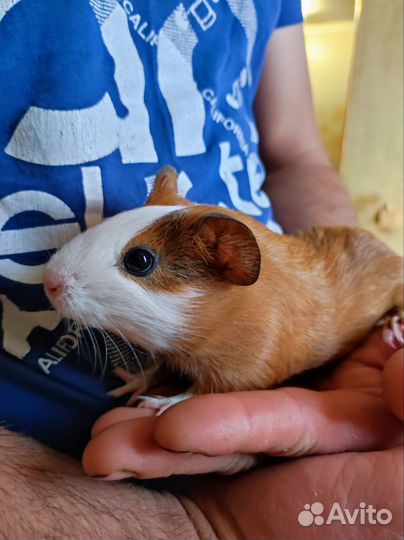 Морская свинка 2 месяца