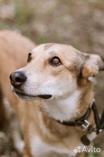 Собака в добрые руки