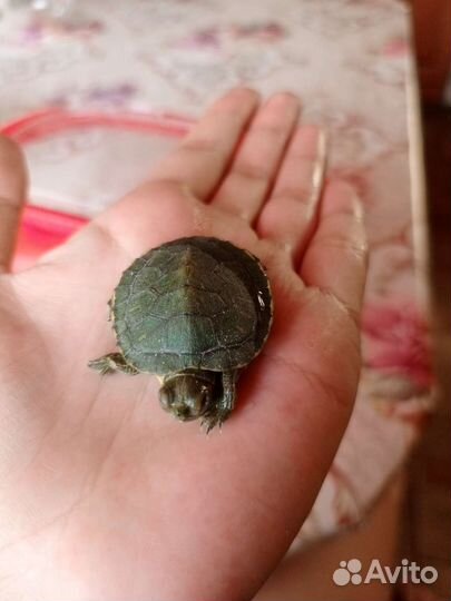 Черепаха