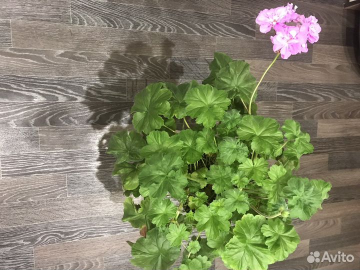 Пеларгония