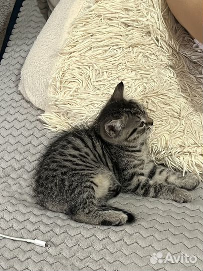Котенок