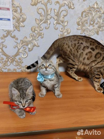 Котята бенгала