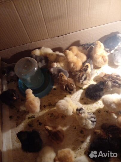 Цыплята суточные