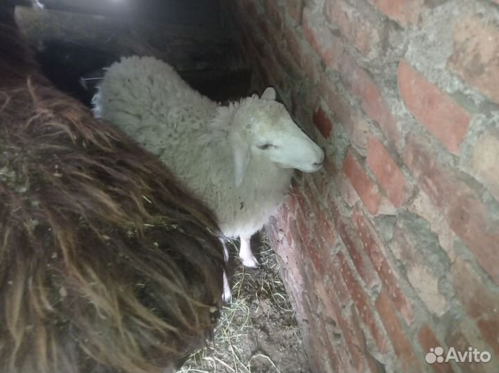 Курдючные бараны овцы