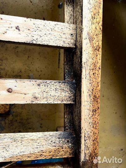 Дезинсекция уничтожение клопов, тараканов мышей