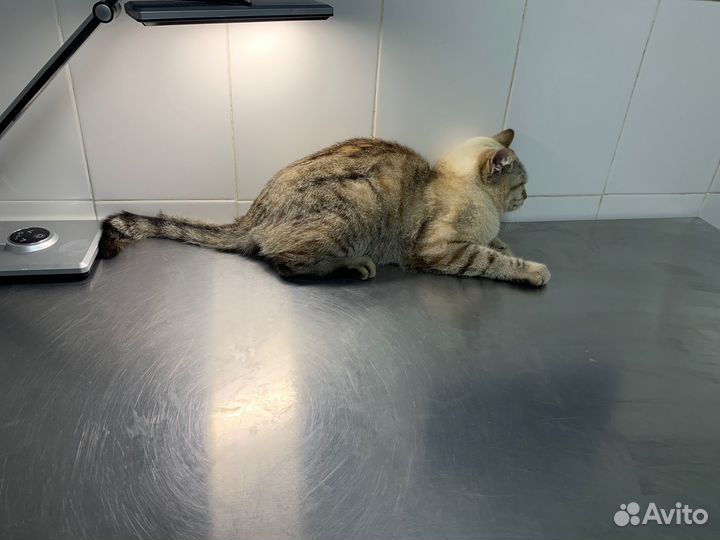 Отдам кота в добрые руки бесплатно