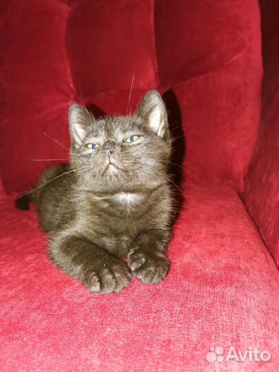 Котенок мальчик 2 месяца в добрые руки