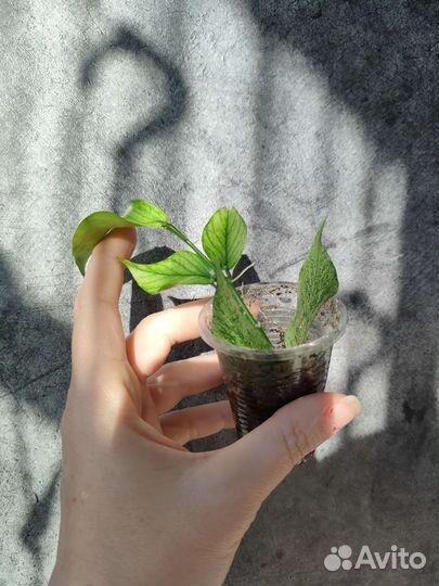 Хойи полинейра броджест и другие