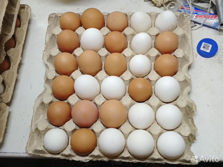 Домашние куриные яйца