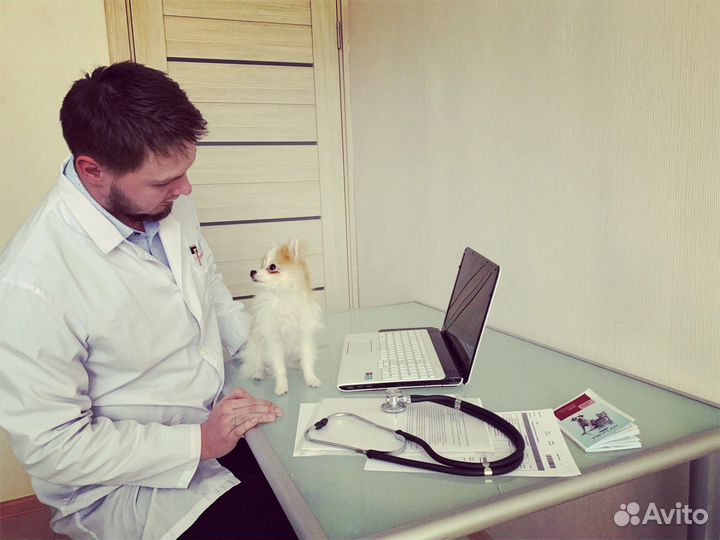 Кастрация и стерилизация кошек и котов