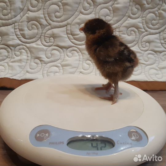 Утята индоутки/петушки/фазаны/инкубационное яйцо