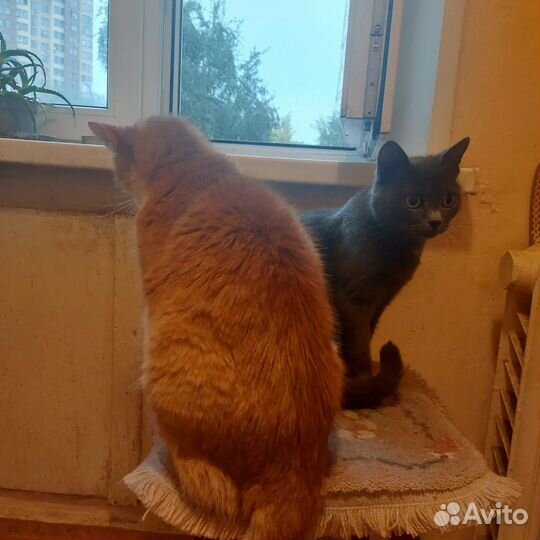 Кошка и кот