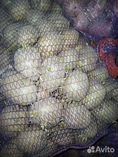 Семенной картофель