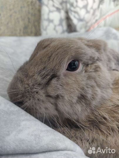 Декоративный кролик