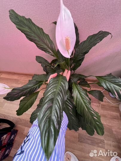 Спатифиллум Алана взрослый