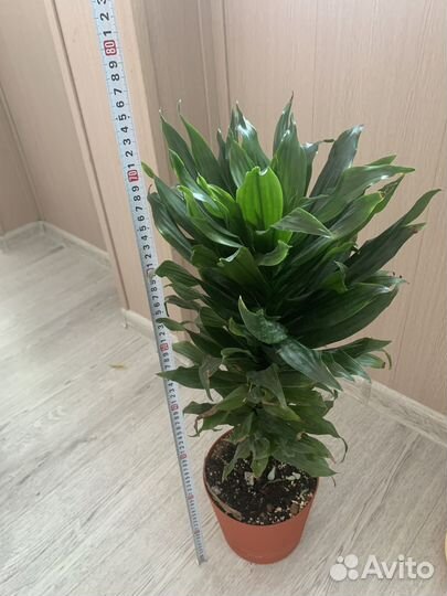 Пальма драцена