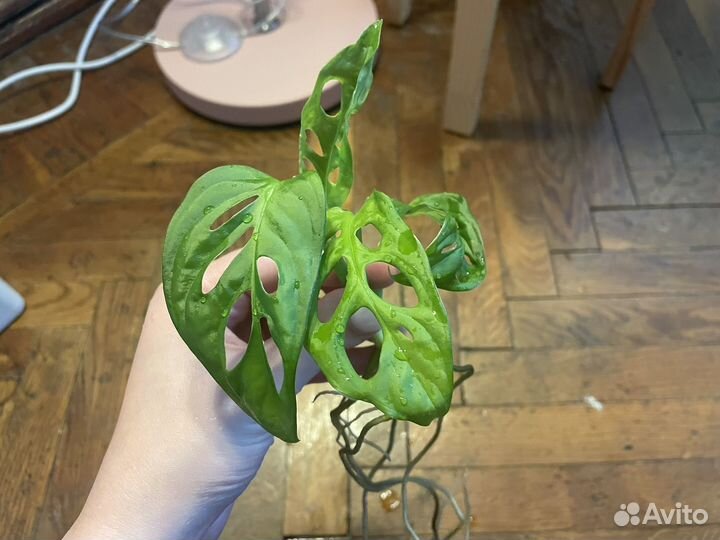 Монстера манки