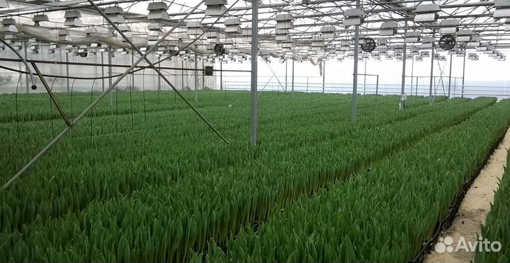Тюльпаны срезка оптом от производителя