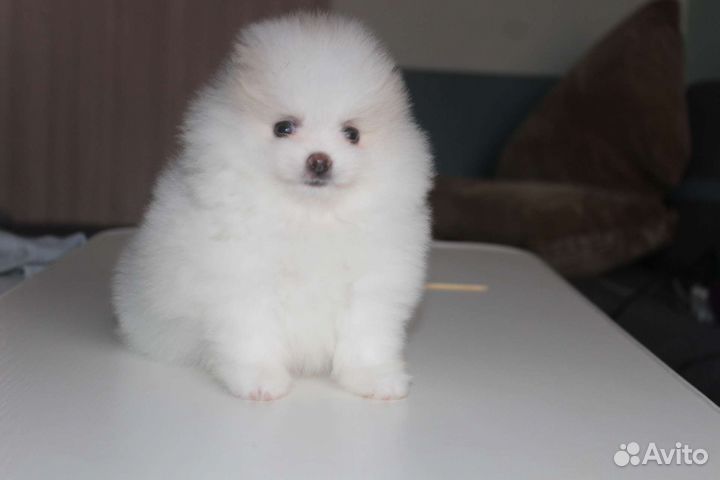 Померанский шпиц мини щенок