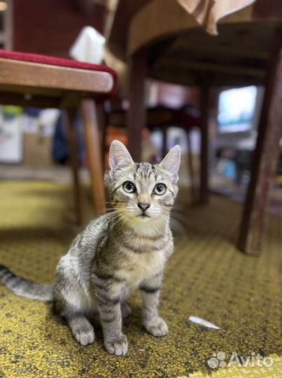 Домашние животные