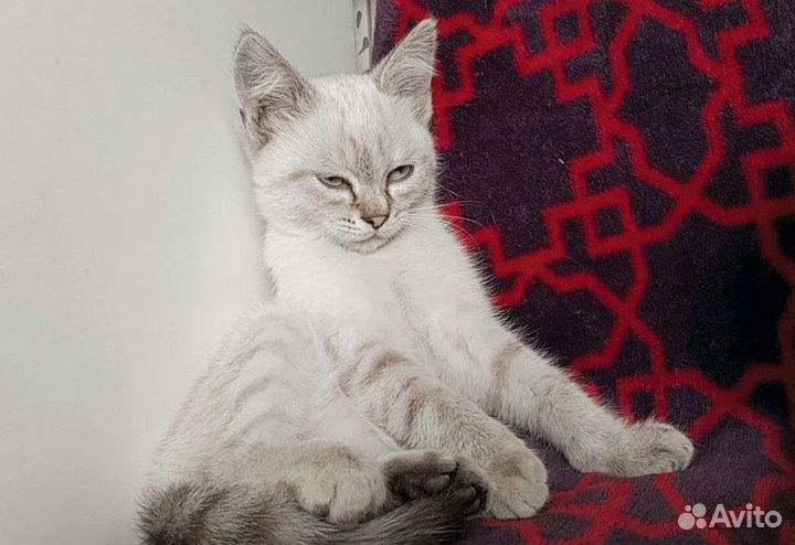 Котята