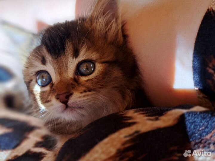 Котенок
