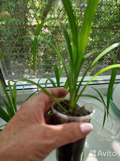 Пандан (винтовая пальма)