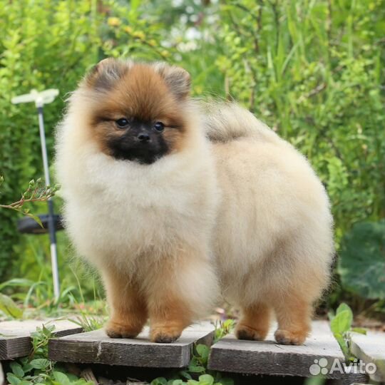 Померанский шпиц медвежьего типа