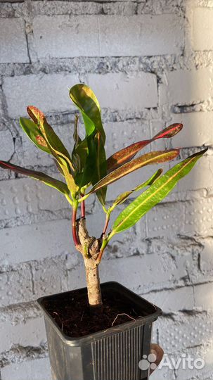 Кротоны разные