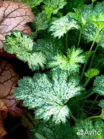 Гейхеры сортовые